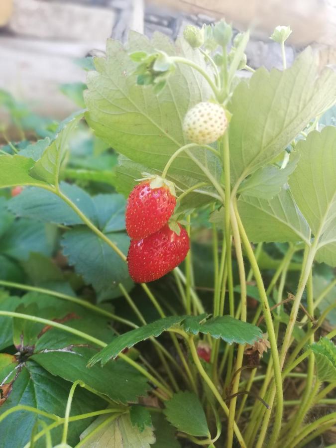 Agriturismo Nona Emma Piano Porlezza Eksteriør bilde